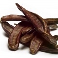 Carob Tree